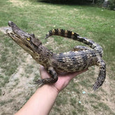 1 PC real crocodile taxidermy specimen animal skull rare decor stuffed craft